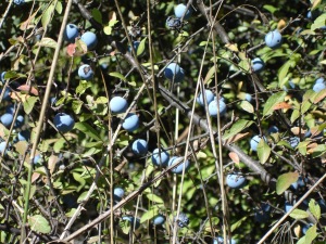 Prunus spinosa (Sloe/Blackthorn)