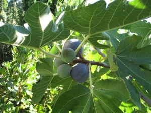 Fig fruit & leaves in August