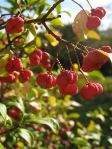 spindle tree berries